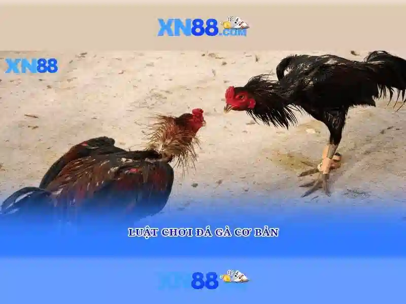 💎tin tức sòng bạc💎