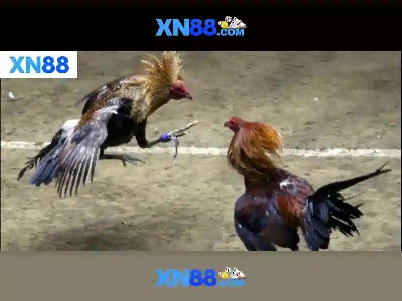 💎isce kèo nhà cái💎