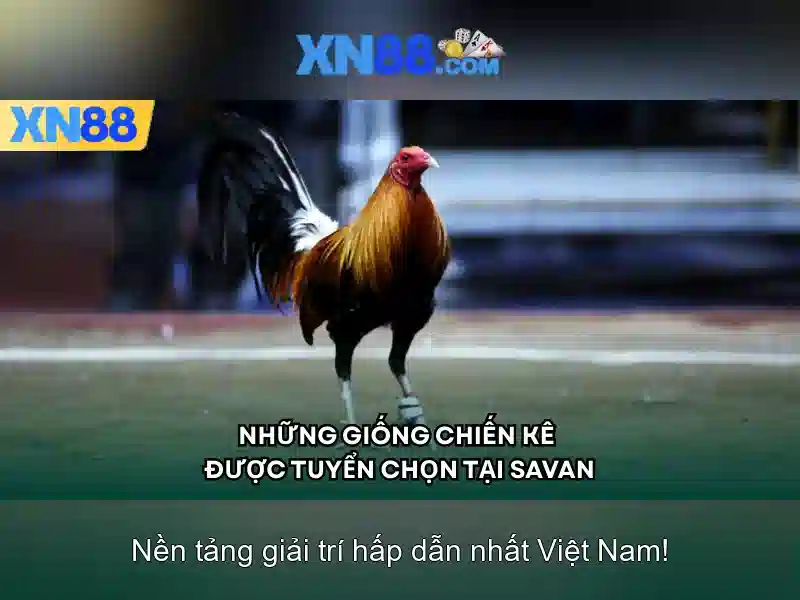 xn88 - Hướng dẫn tối ưu trải nghiệm cá cược trực tuyến an toàn và hiệu quả